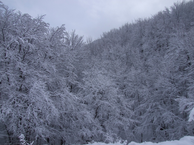 bosco innevato